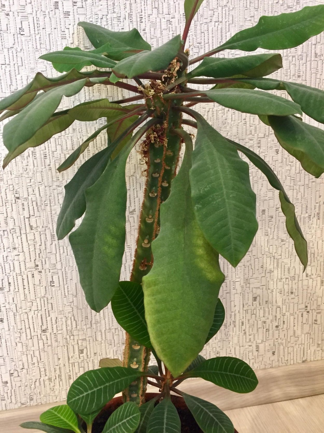 Молочай гребенчатый беложильчатый