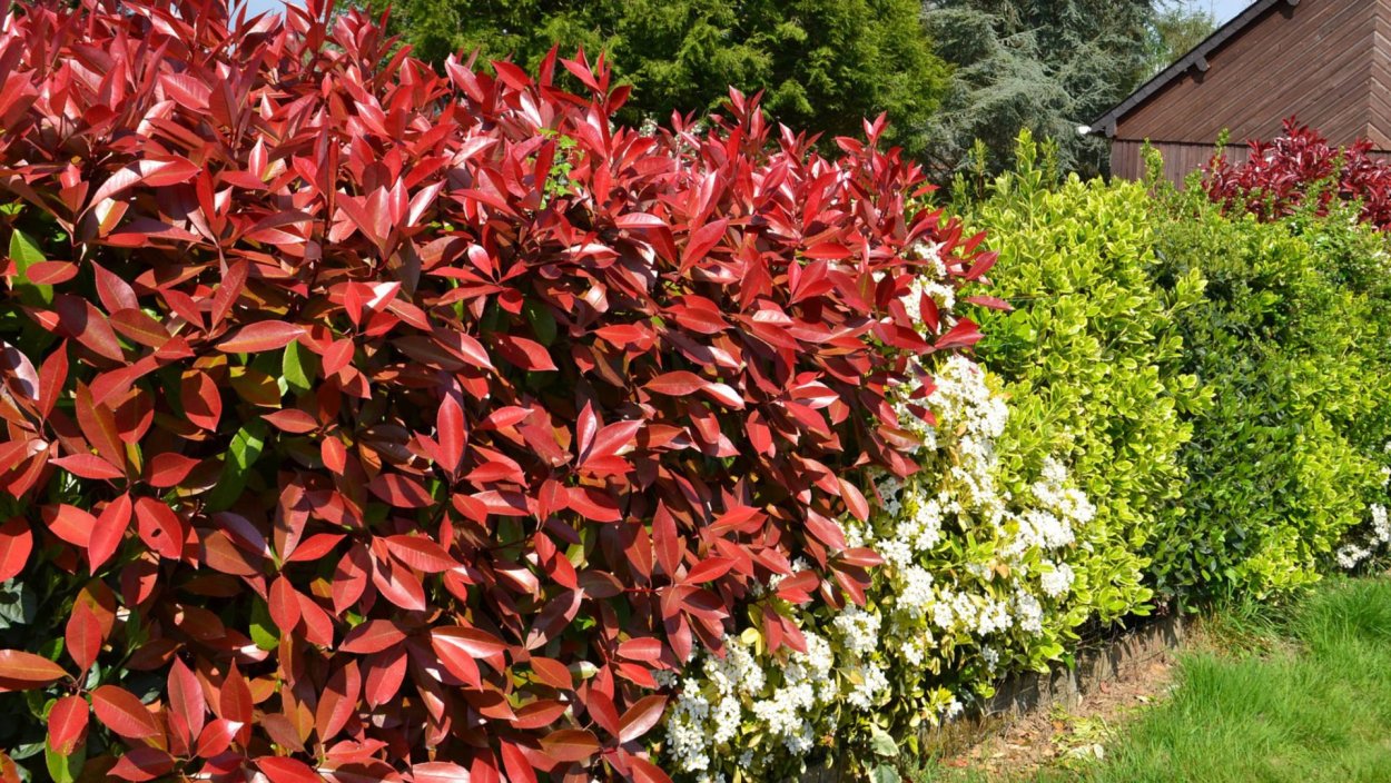 Фотиния зеленая Живая изгородь