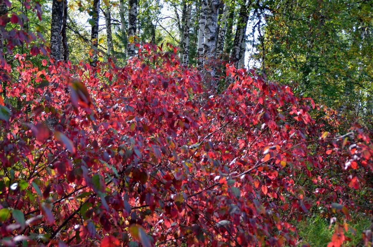 Дерен Миракл