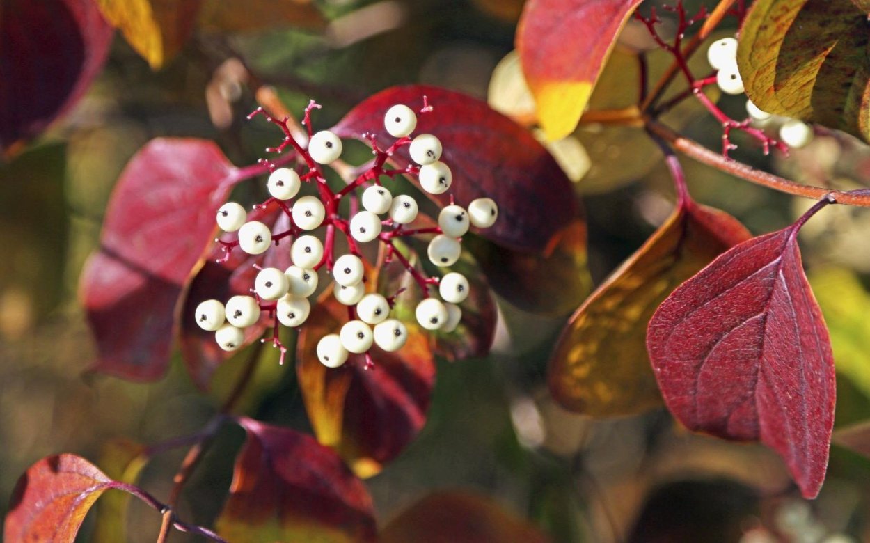 Cornus sericea Cardinal