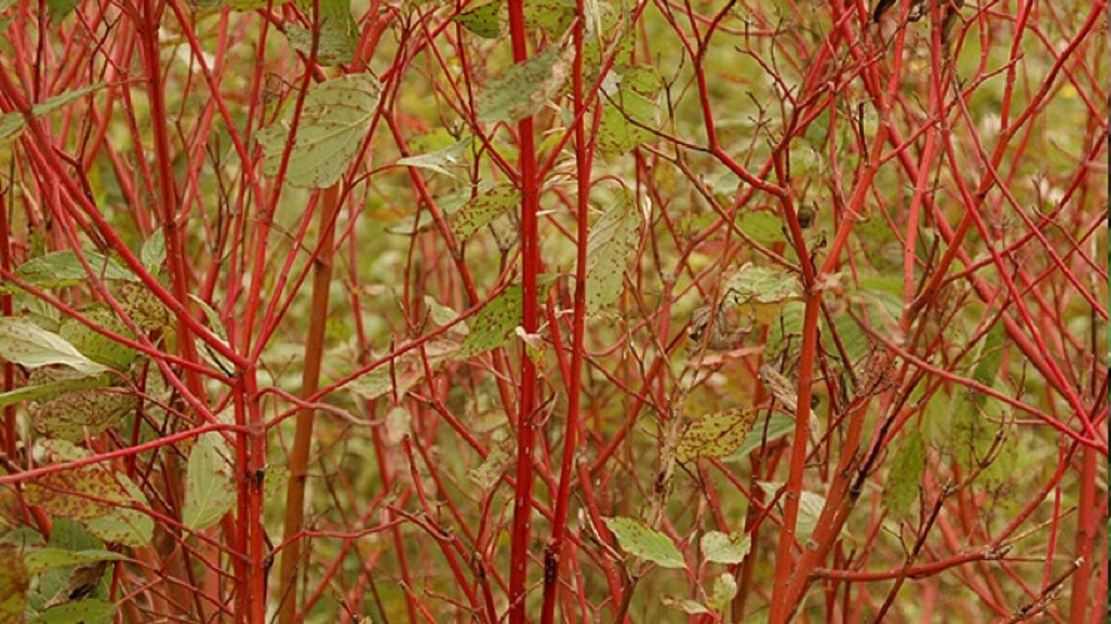 Осенний бересклет