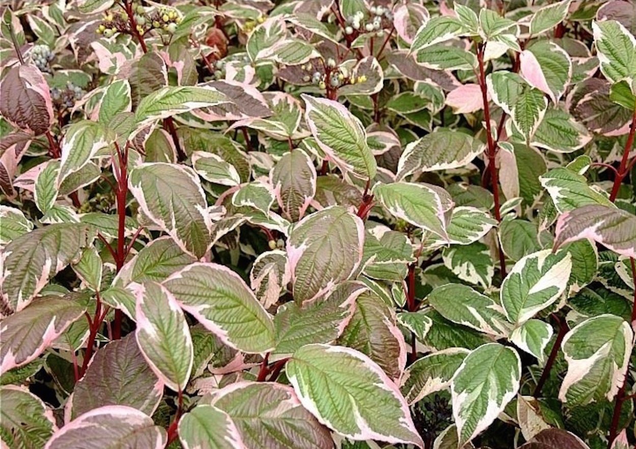 Дерен Сибирика Вариегата