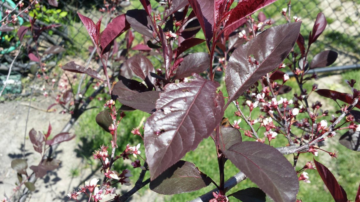 Дерен Cornus Alba sibirica