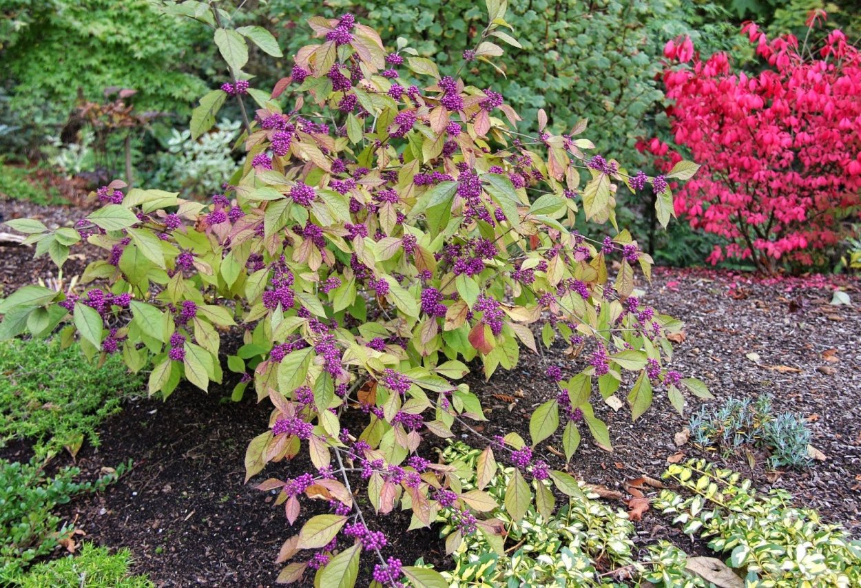 Кустарник с пестрыми листьями дерен