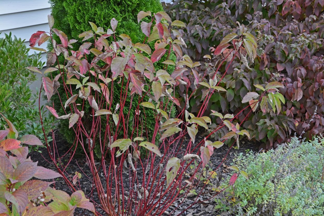 Дерен Cornus Alba sibirica