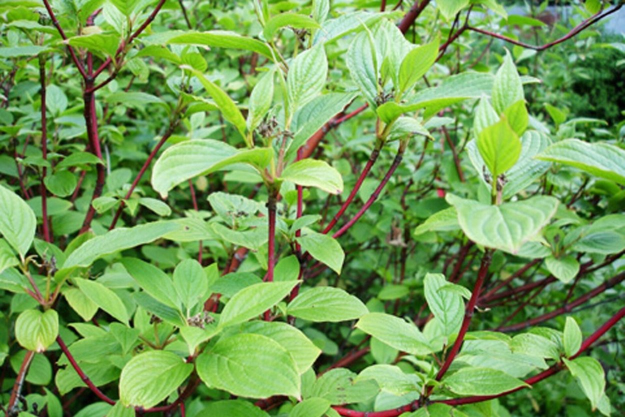 Плющ краснолистный