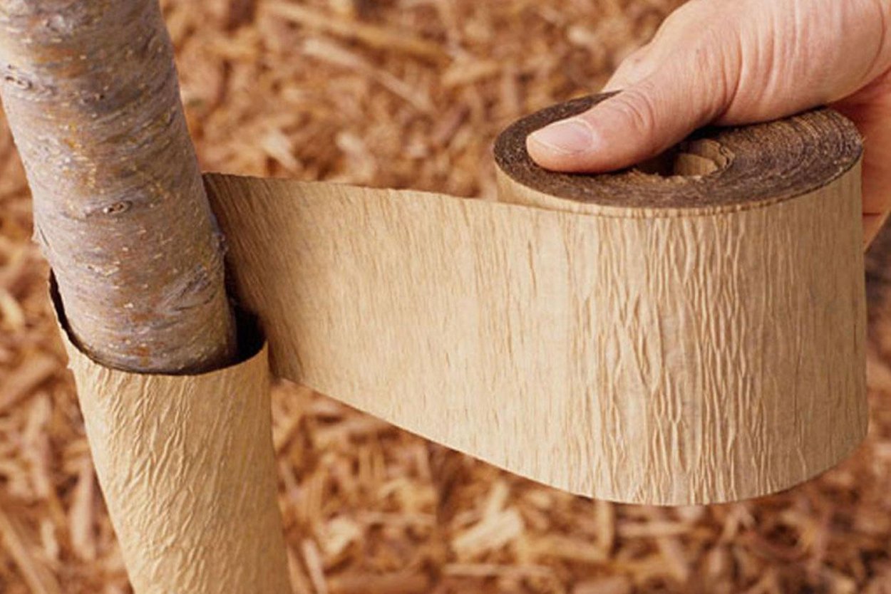 Обмотка деревьев