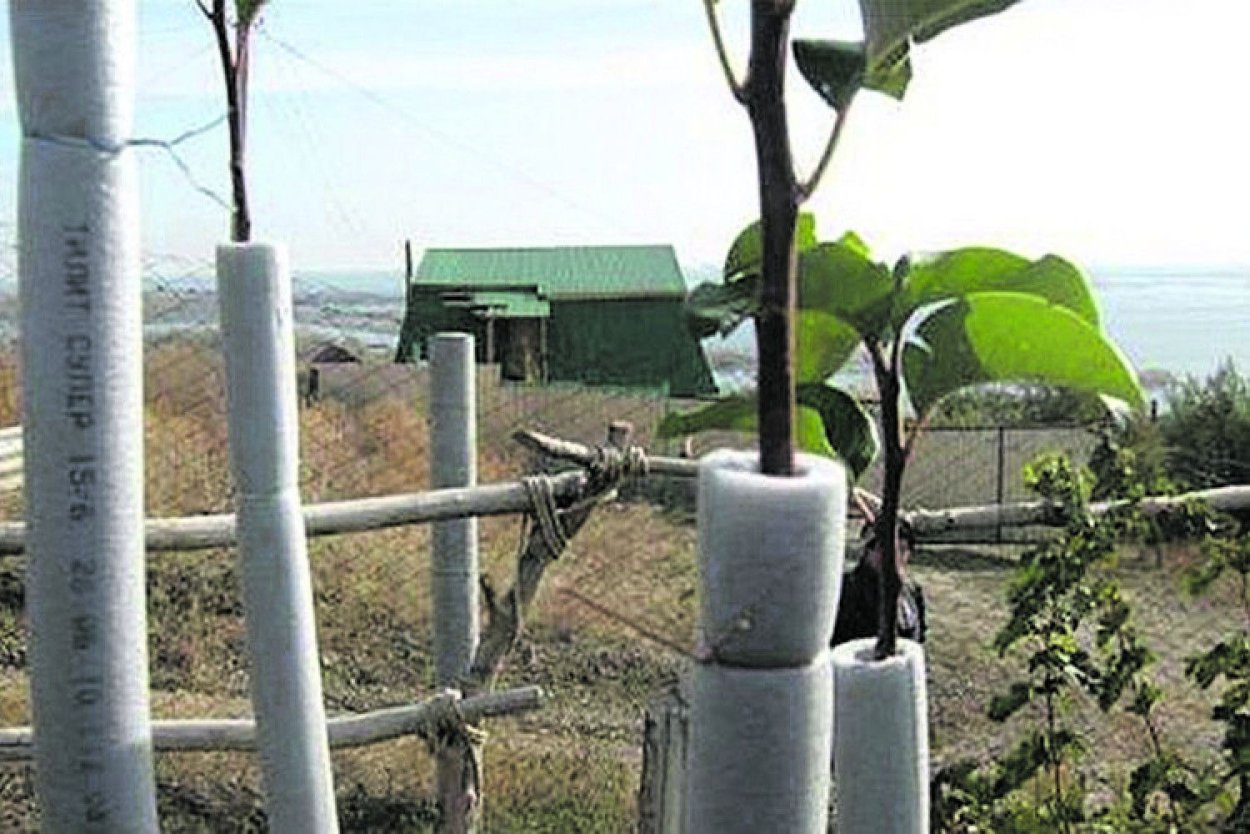 Защита молодых саженцев на зиму