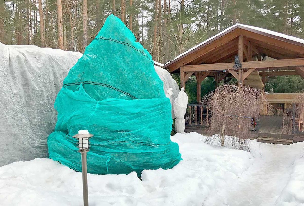 Укрытие туй