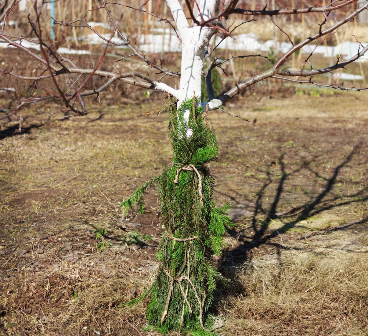 Укрытие плодовых деревьев лапником