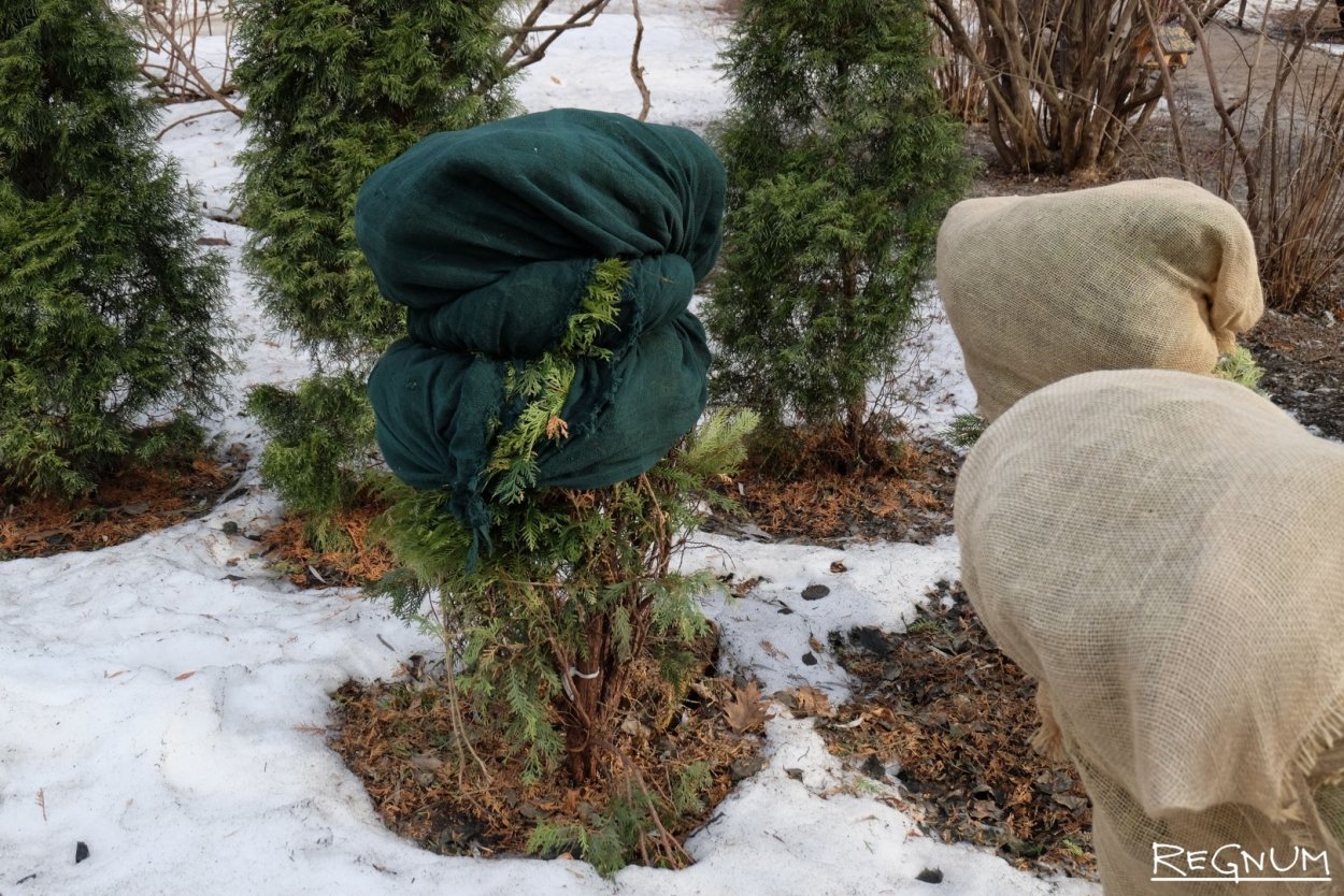 Укрытие туи Смарагд на зиму