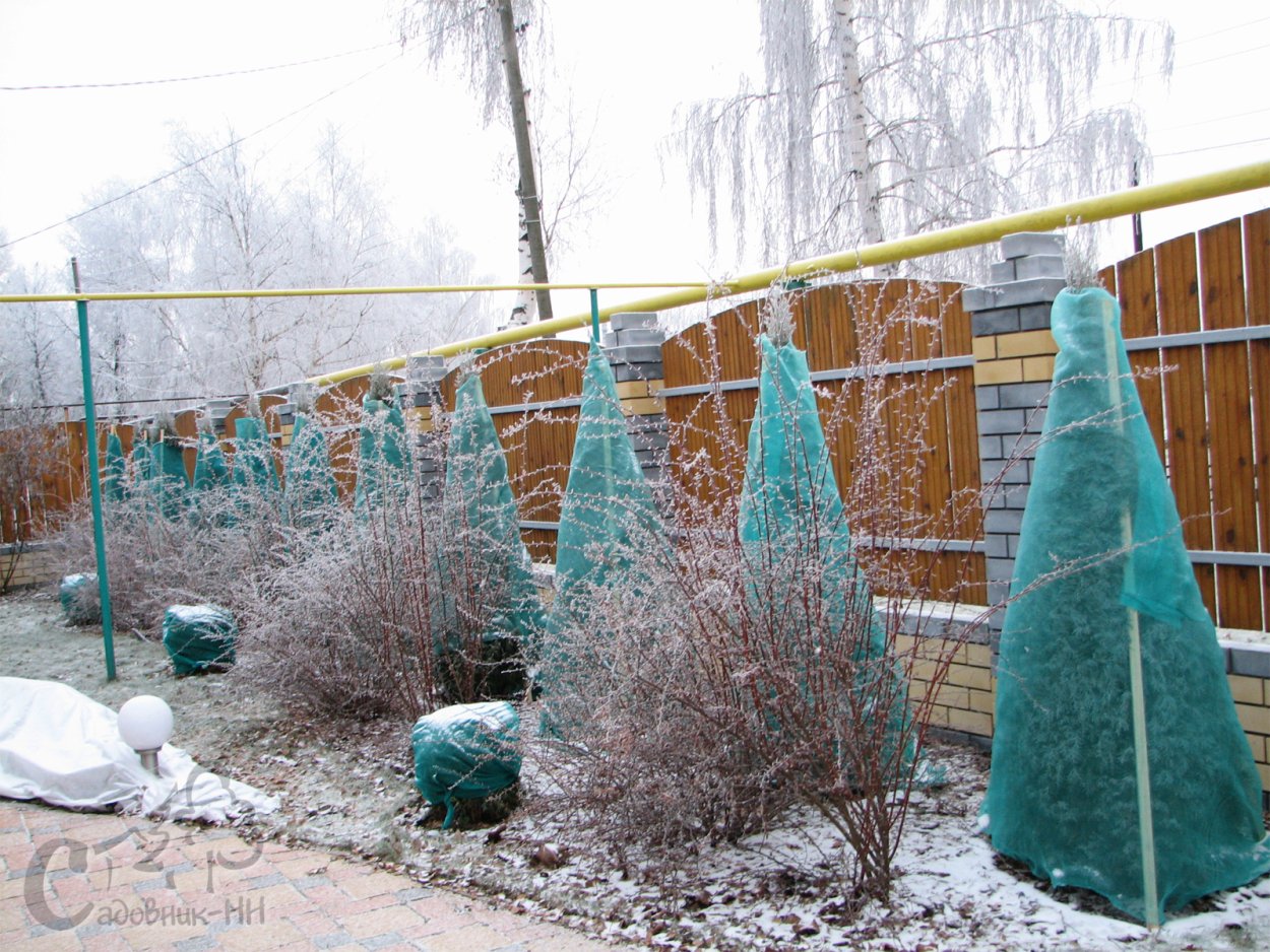 Затеняющая сетка для укрытия туи