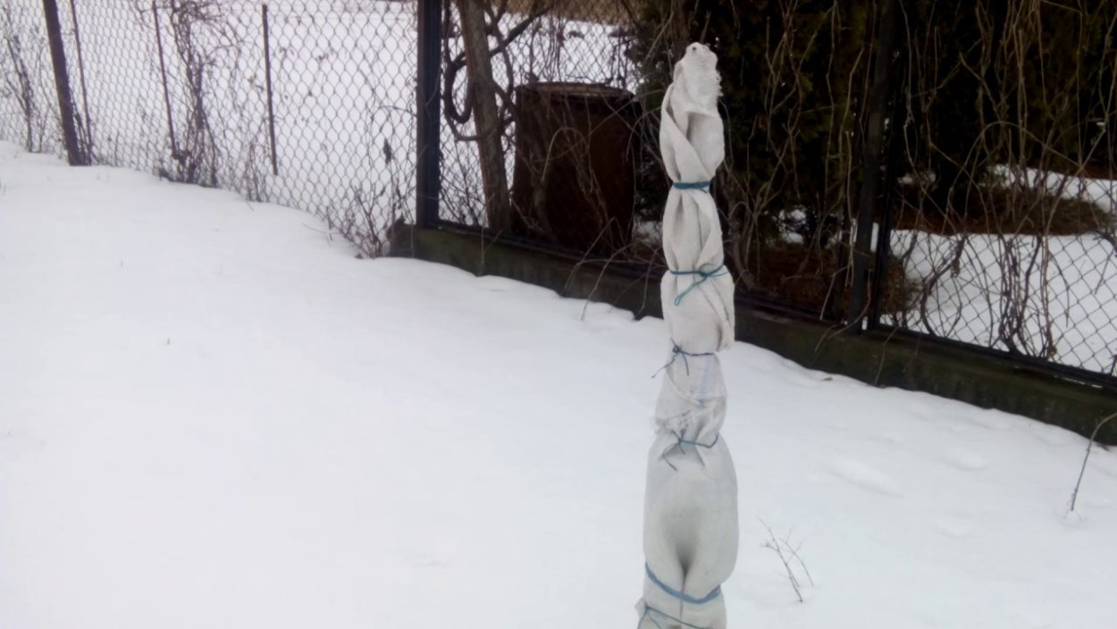 Колоновидная яблоня укрытие на зиму