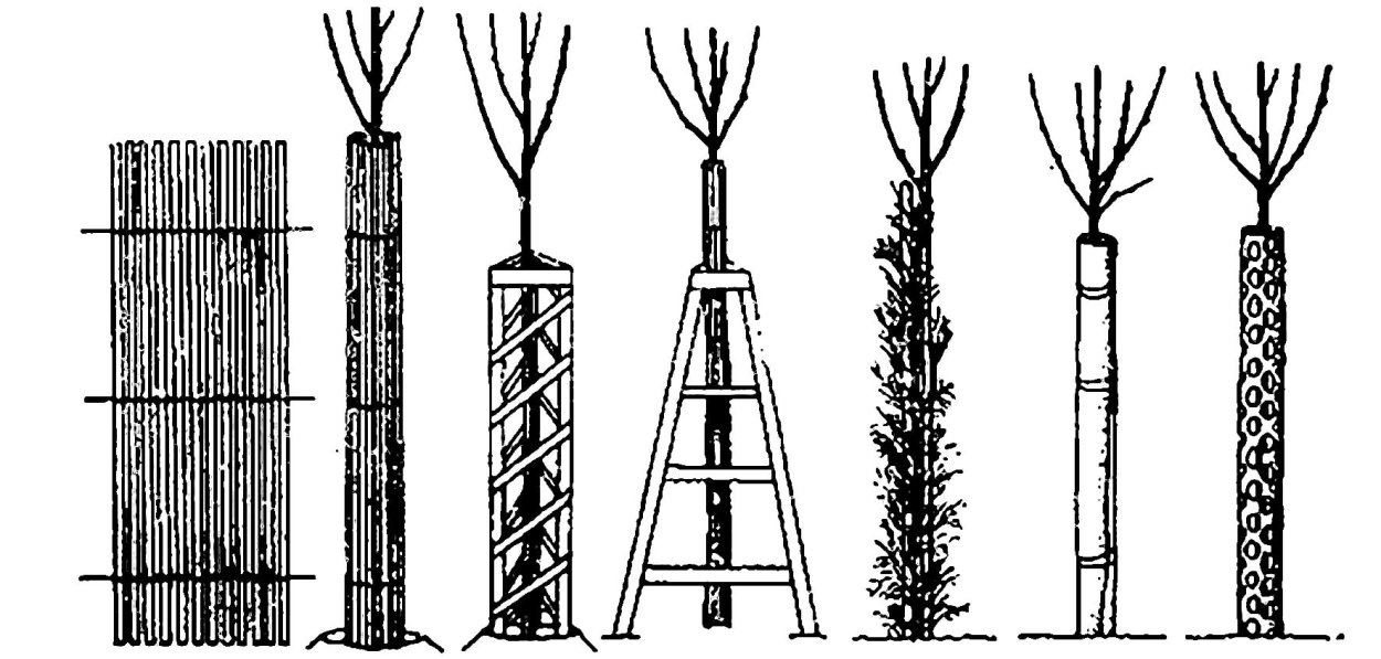 Шатровый метод укрытия яблонь