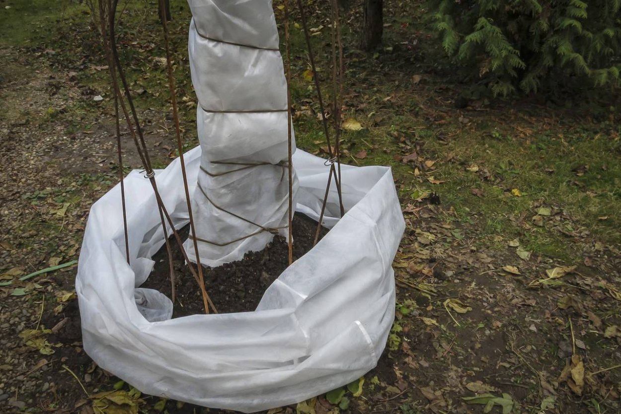 Зимнее укрытие для инжира