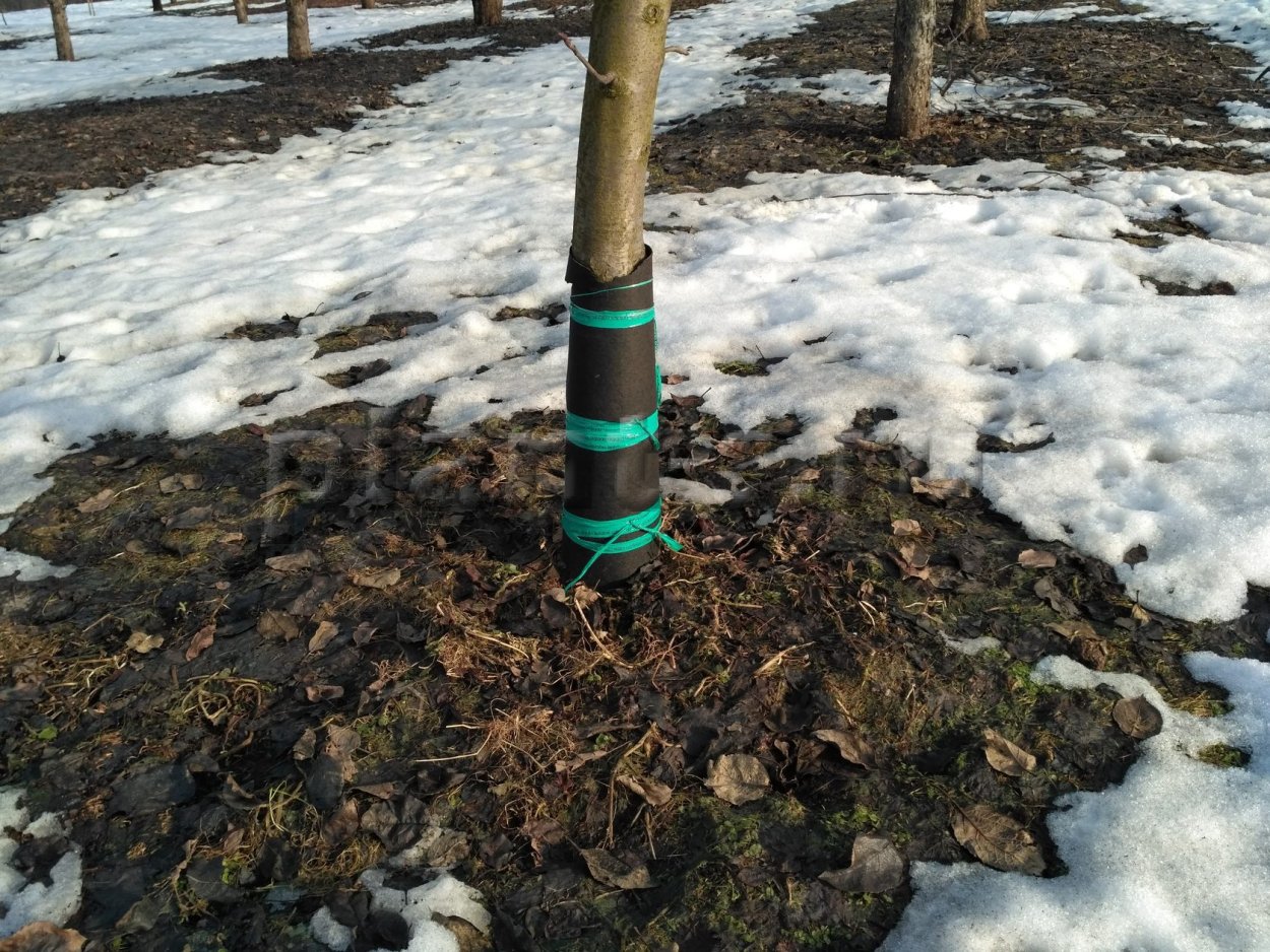 Защита деревьев от грызунов