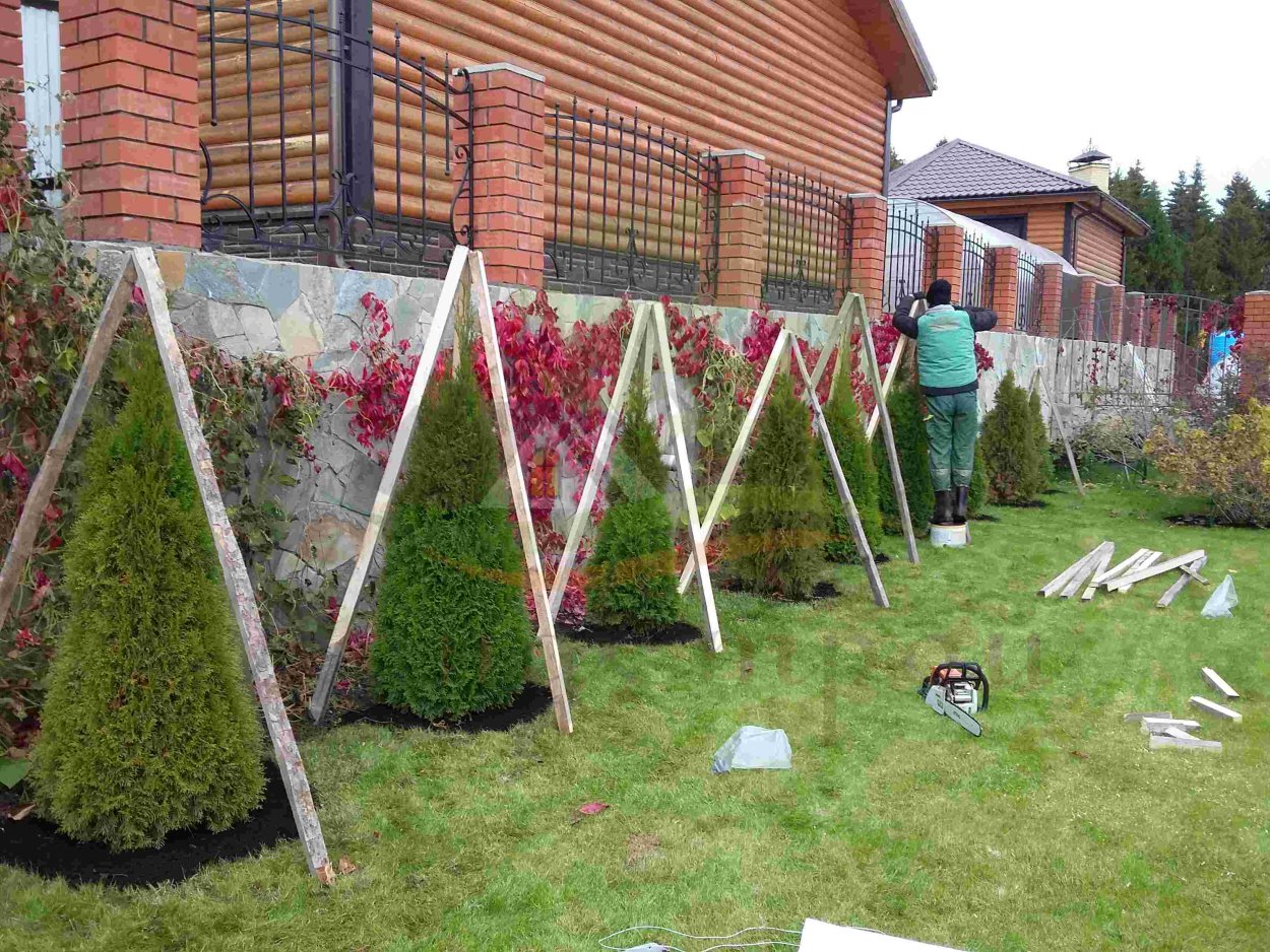 Притенение хвойников