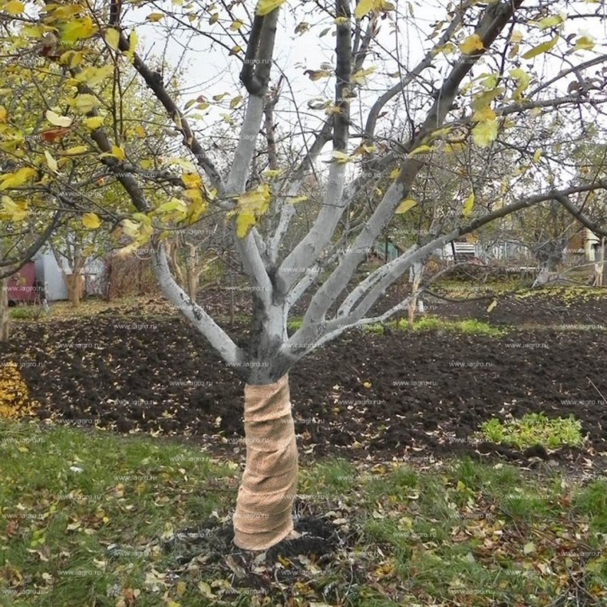 Абрикос на штамбе