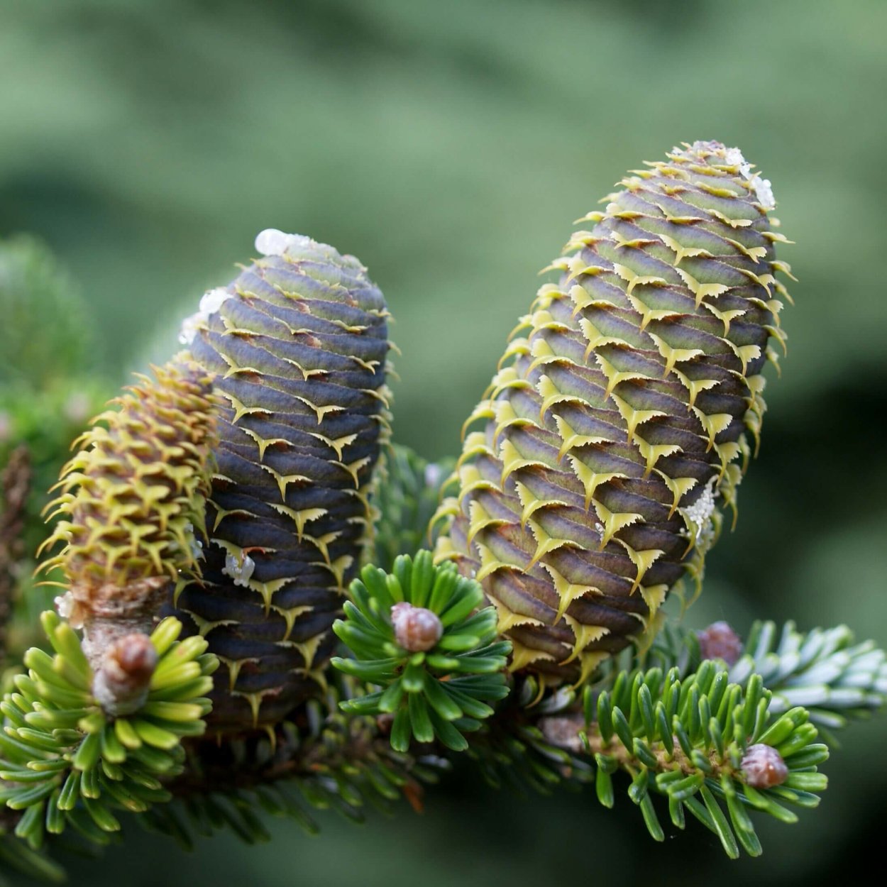 Пихта Сибирская Abies sibirica