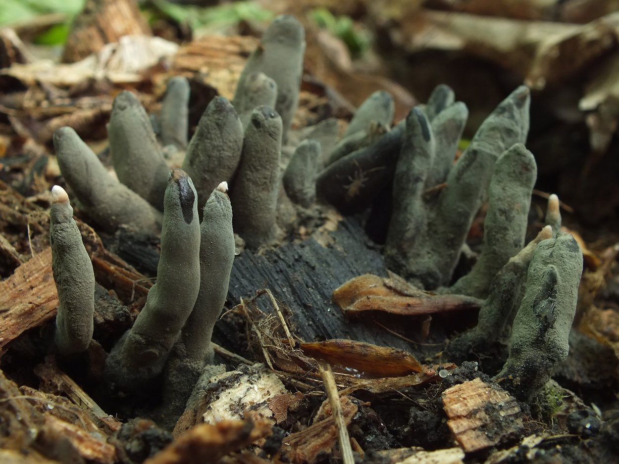 Пальцы мертвеца гриб красный