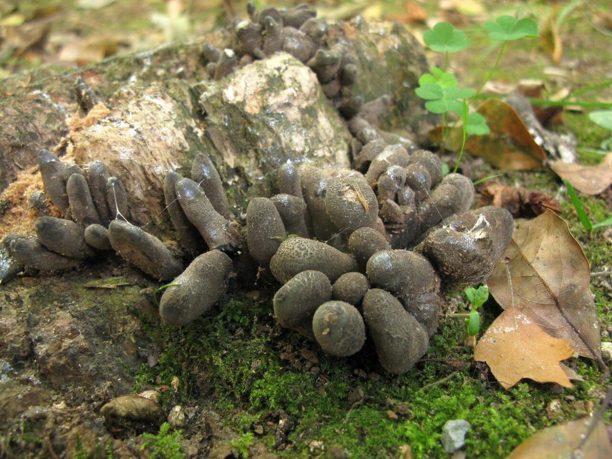 Гриб Xylaria polymorpha
