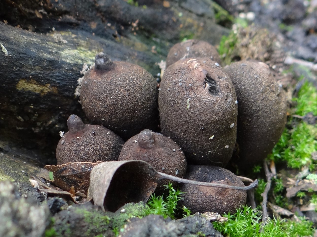 Гриб Xylaria polymorpha