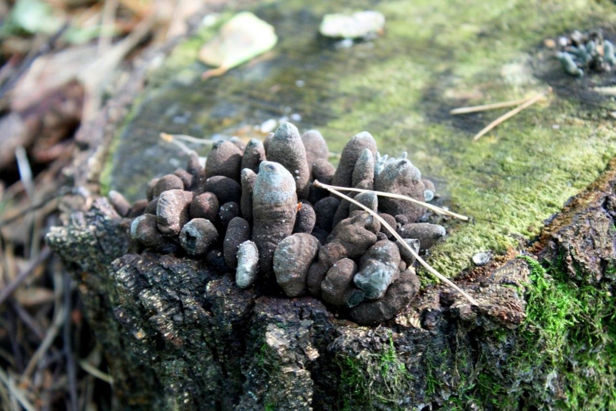 Гриб Xylaria polymorpha