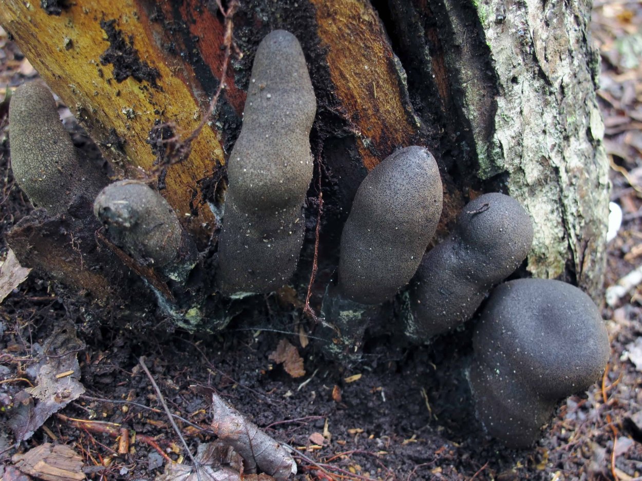 Xylaria hypoxylon