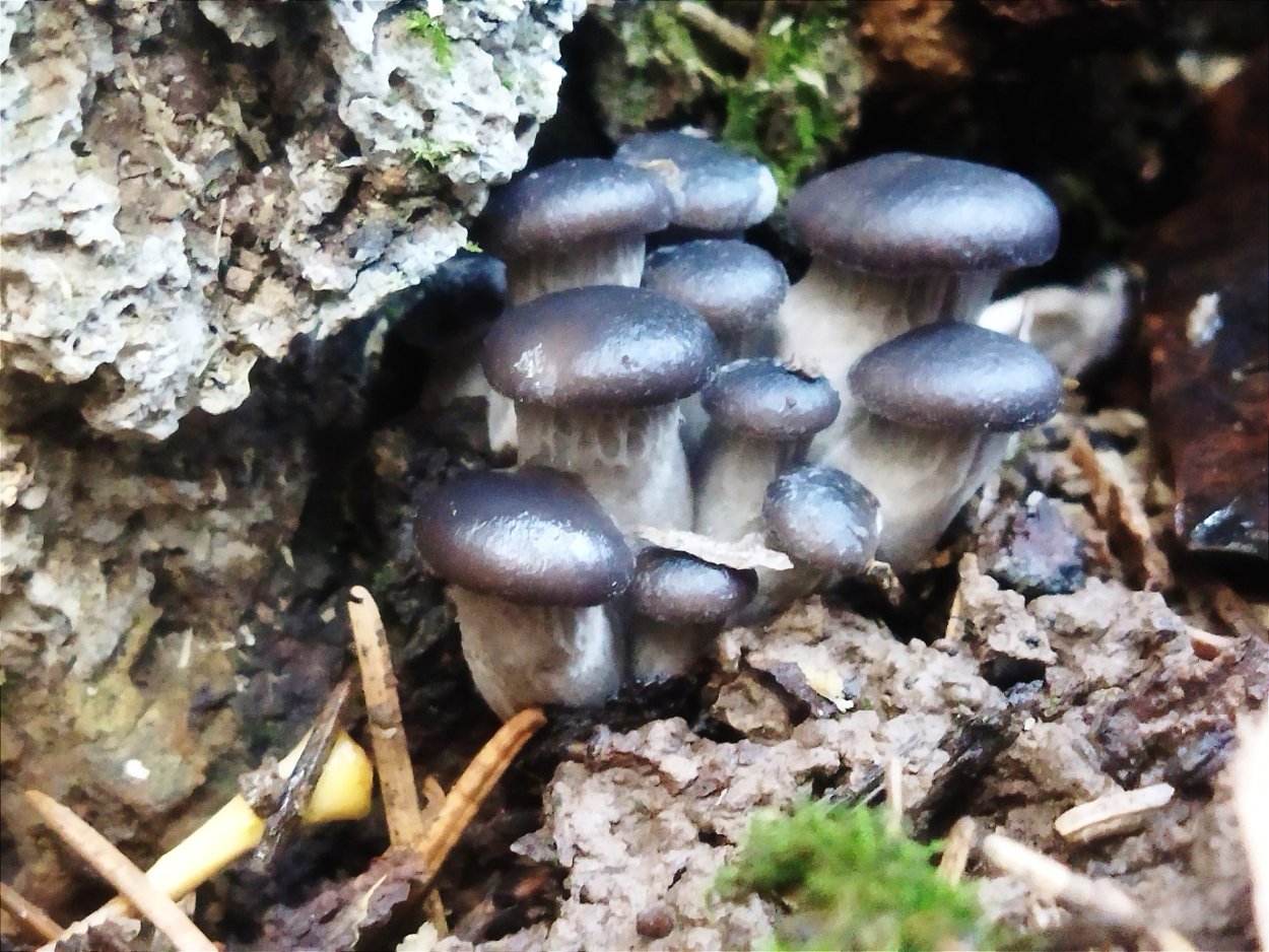 Гриб Ксилярия пальцы мертвеца