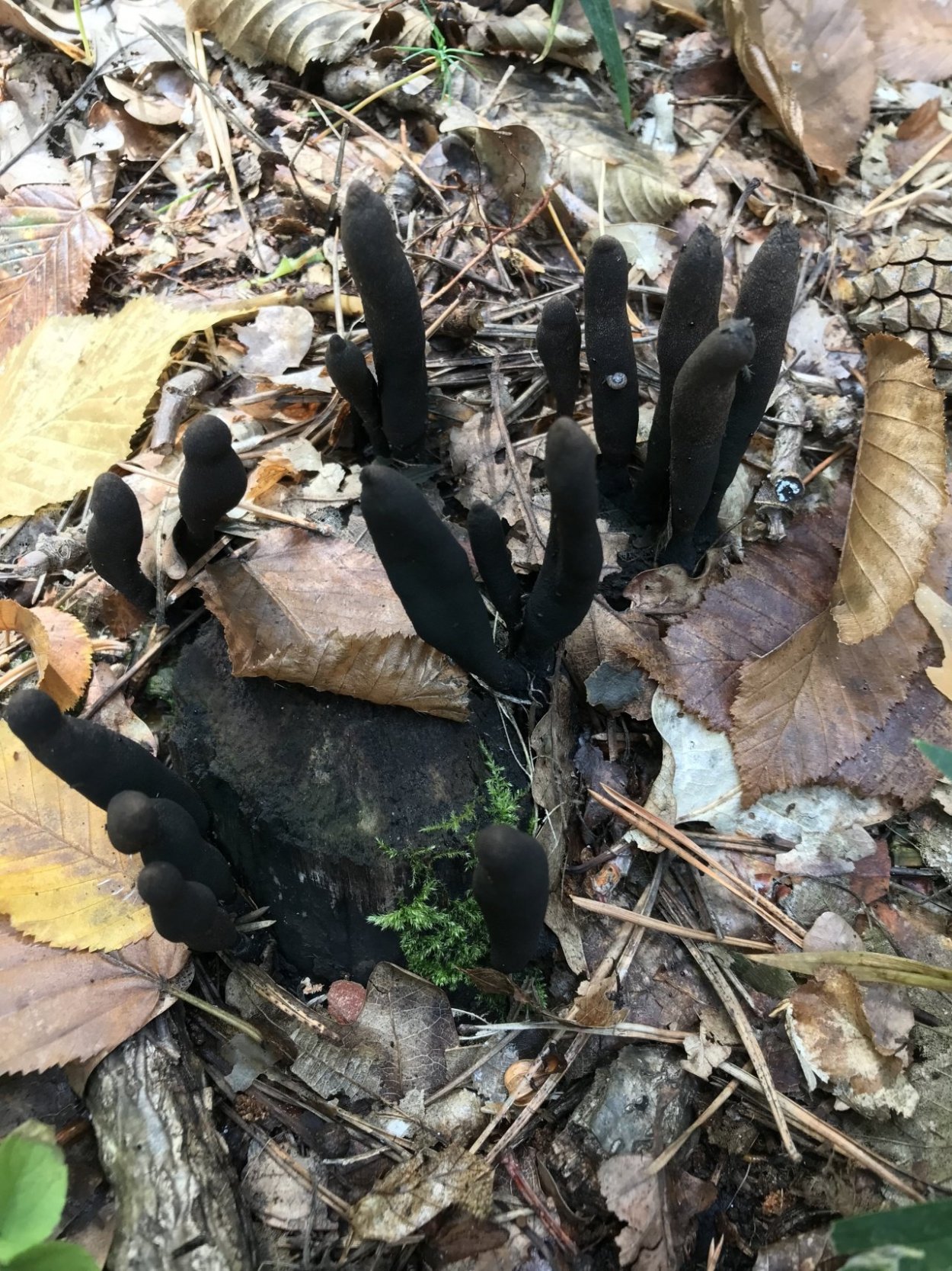 Гриб Ксилярия многообразная