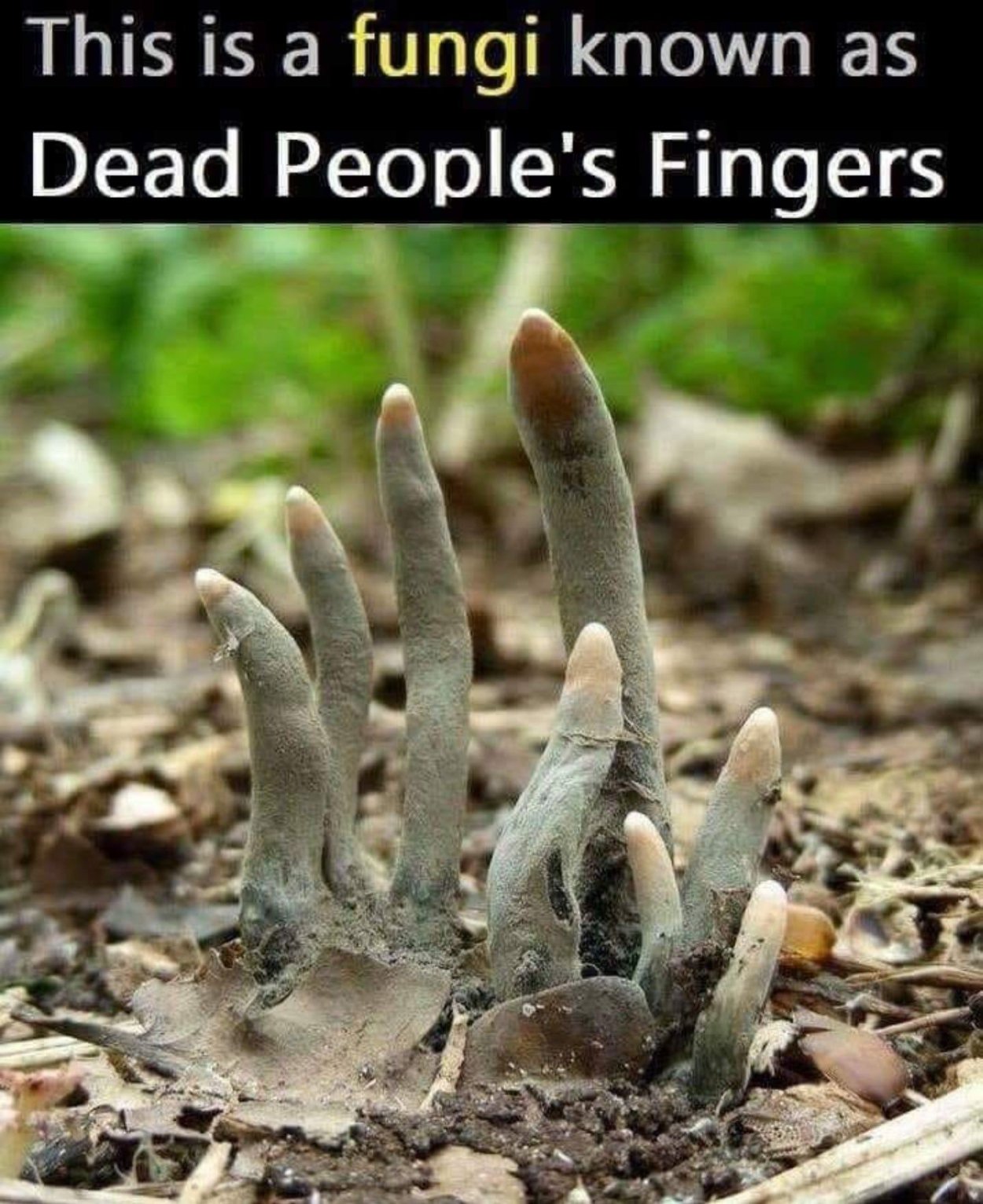 Гриб Xylaria polymorpha