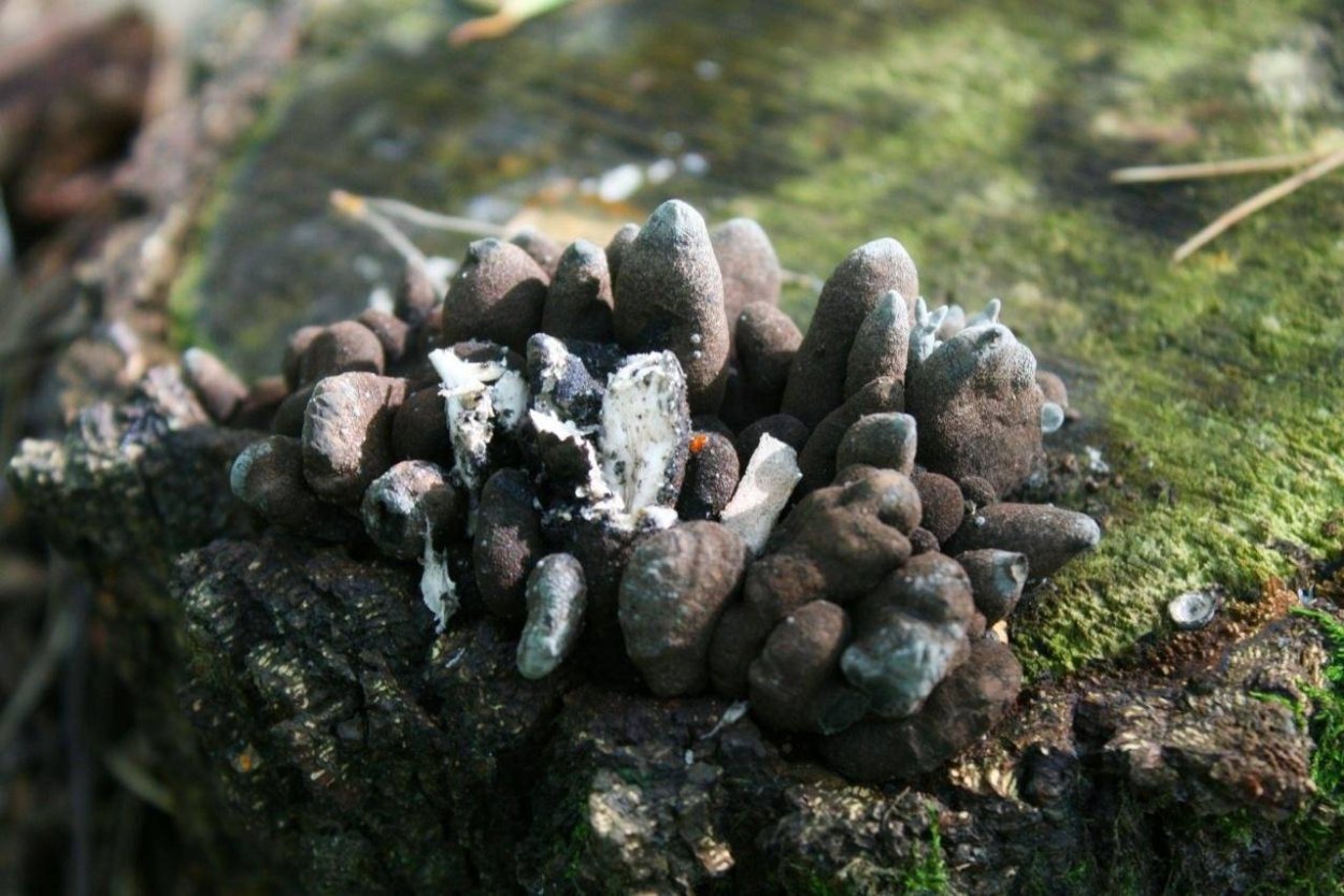 Гриб Ксилярия многообразная