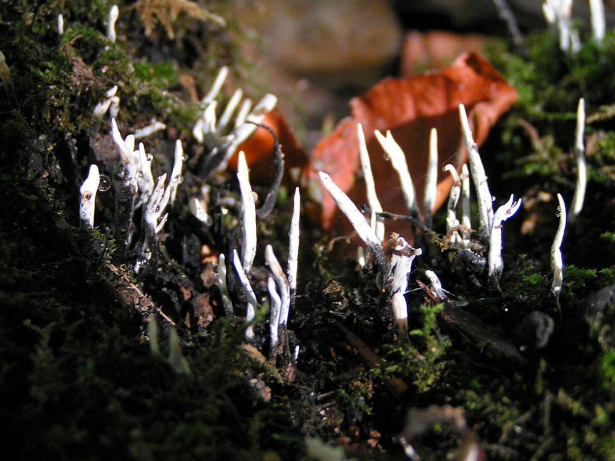 Неизвестные грибы