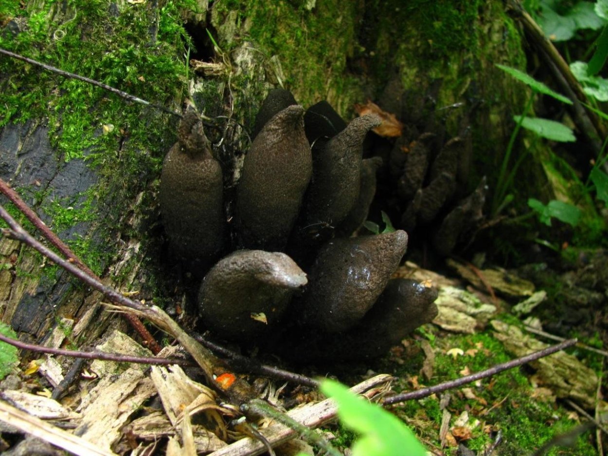 Ксилярия Фриза