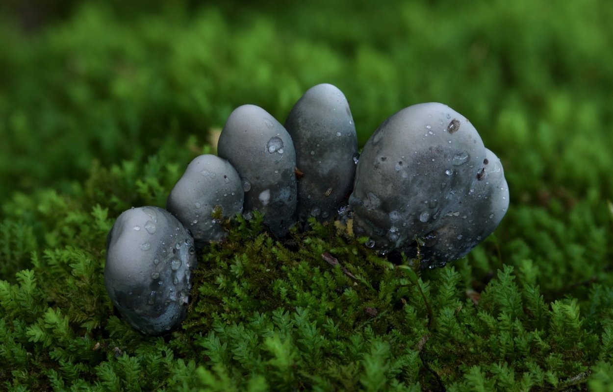 Гриб Ксилярия многообразная