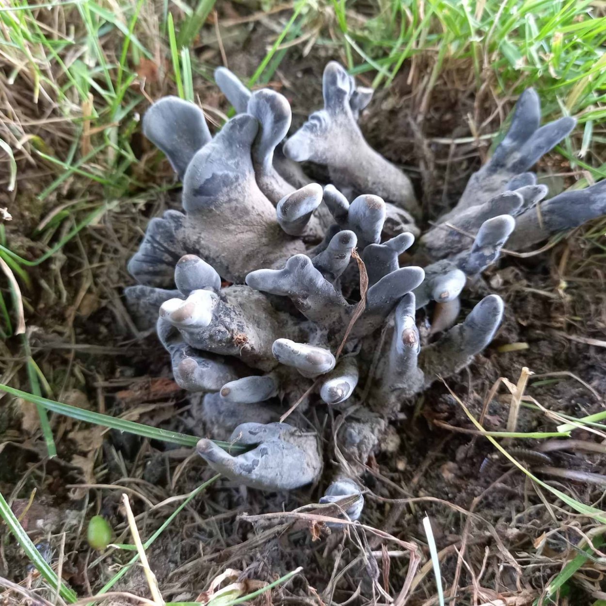 Ксилярия Фриза