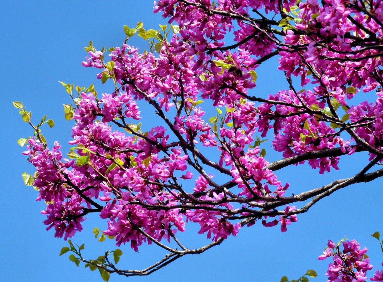 Церцис Иудино дерево