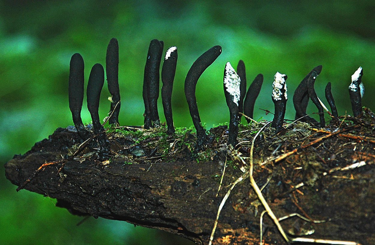 Ксилария полиморфная