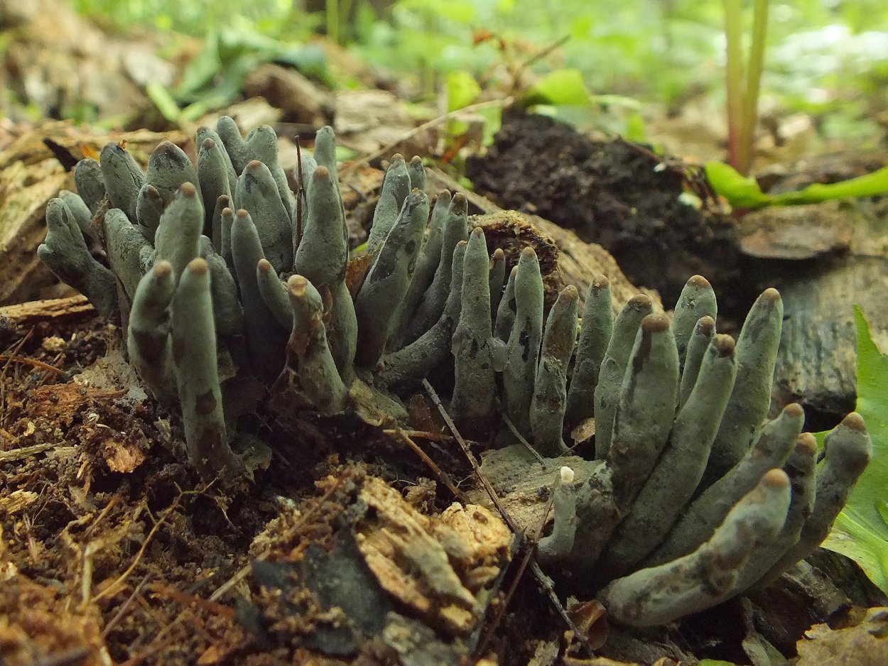 Xylaria SP.