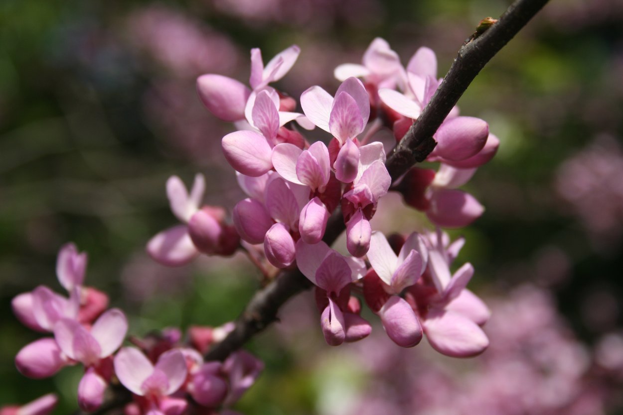 Церцис канадский бонсай
