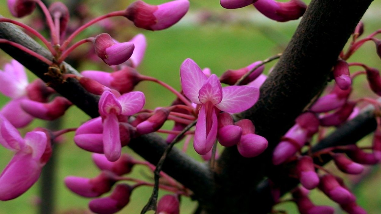 Церцис Европейский Иудино дерево