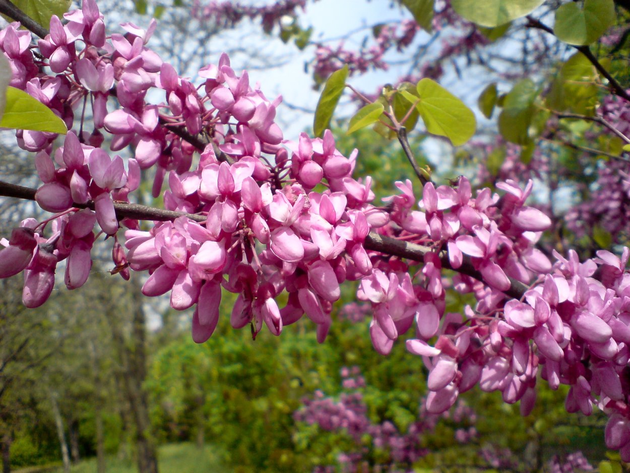 Багрянник Европейский (куст)