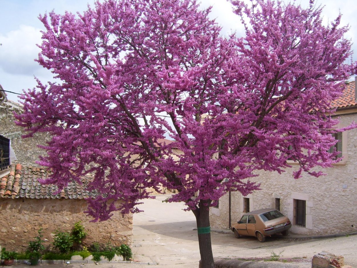 Иудино дерево (Cercis siliquastrum)