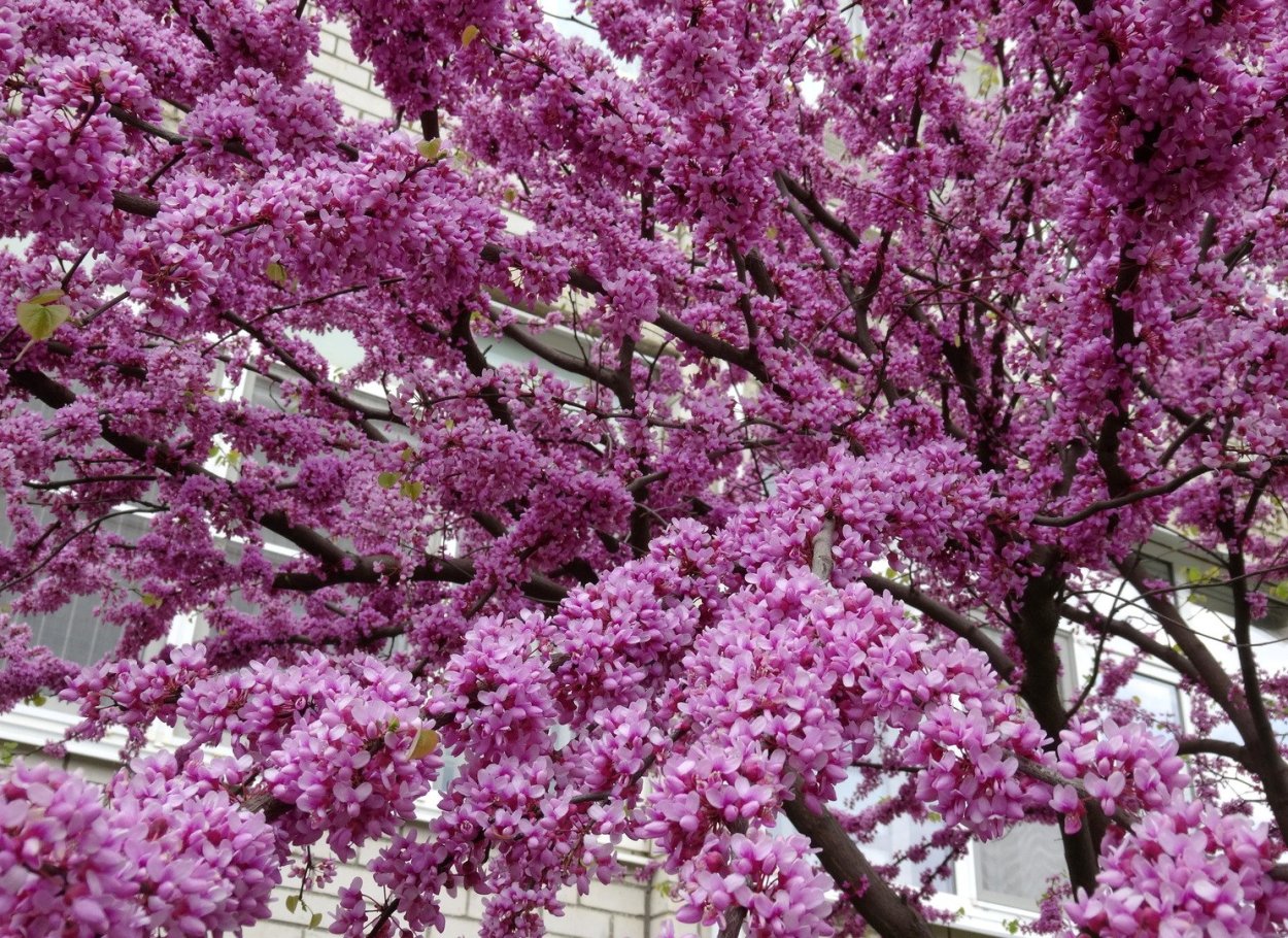 Церцис siliquastrum