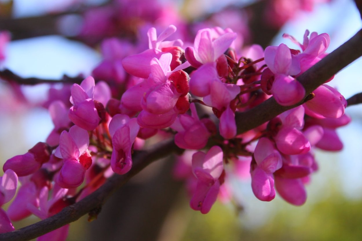 Церцис Гриффита