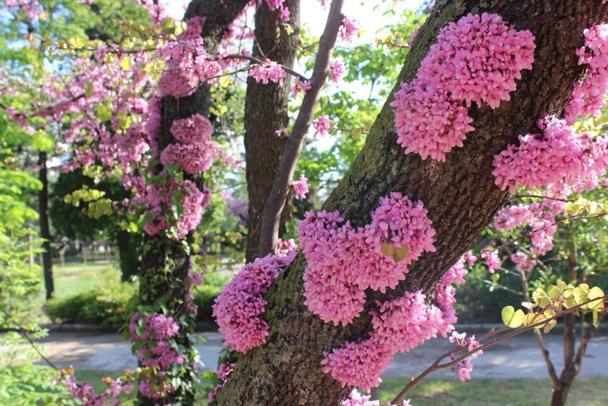 Церцис Гриффита