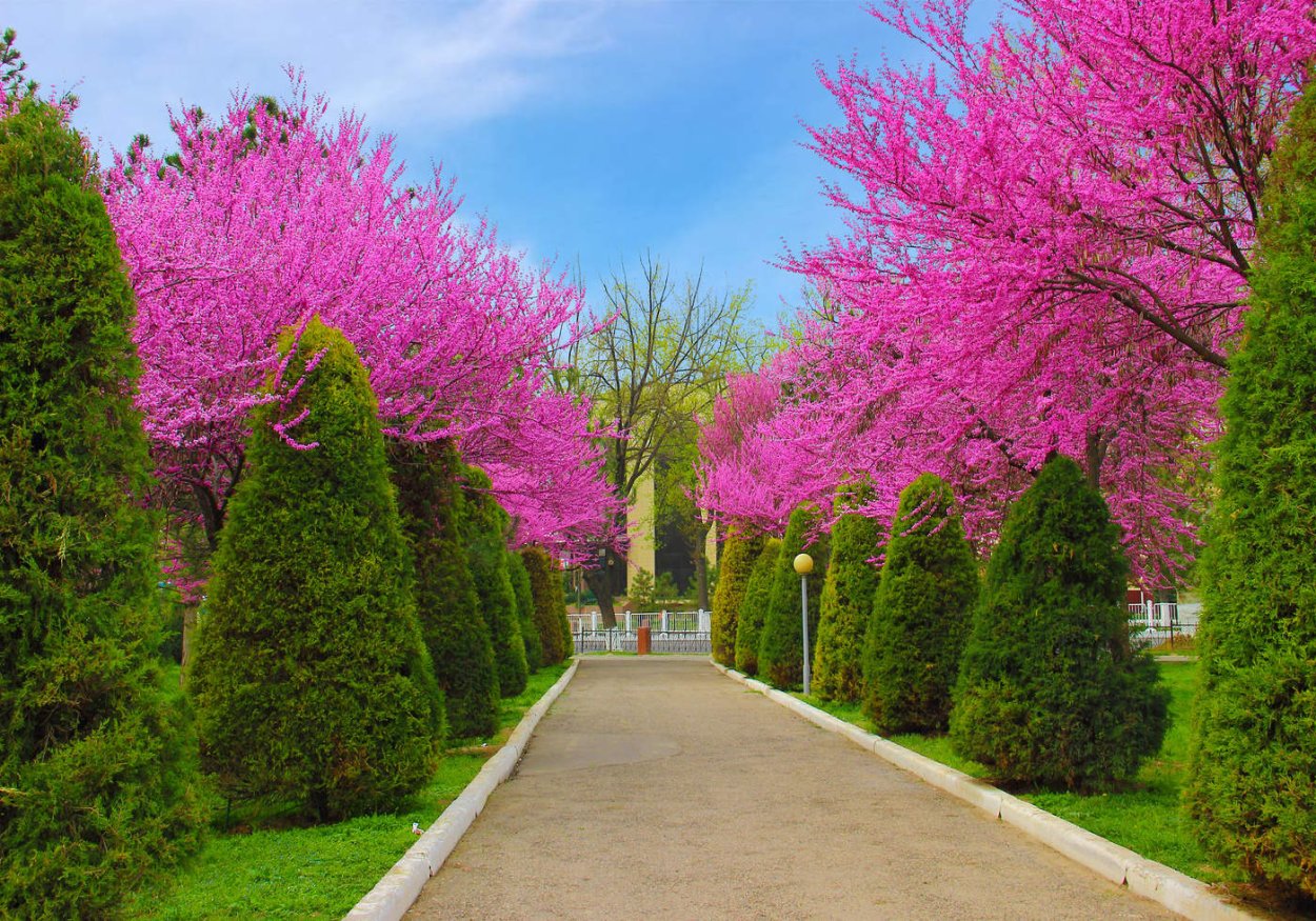 Церцис канадский листва