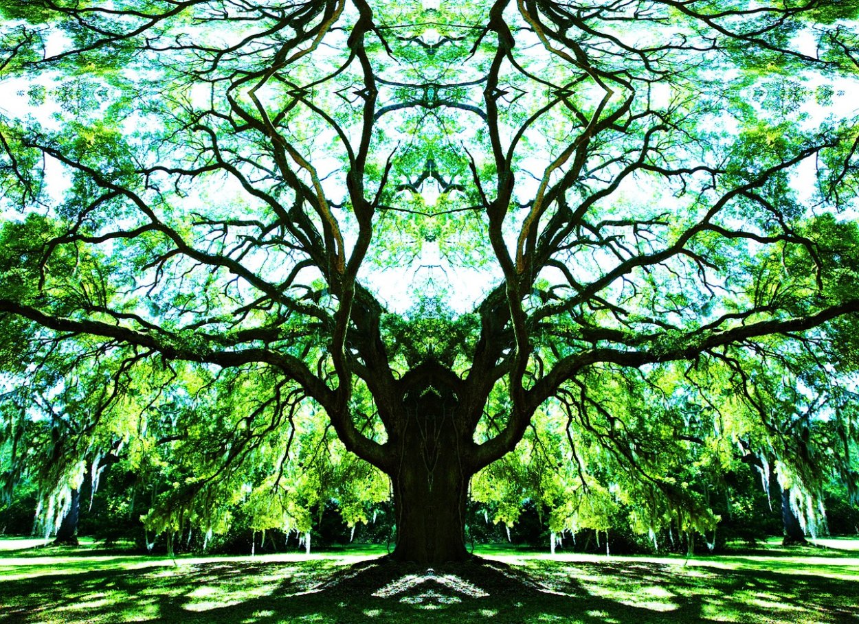 Гкргат дерево в Израиле