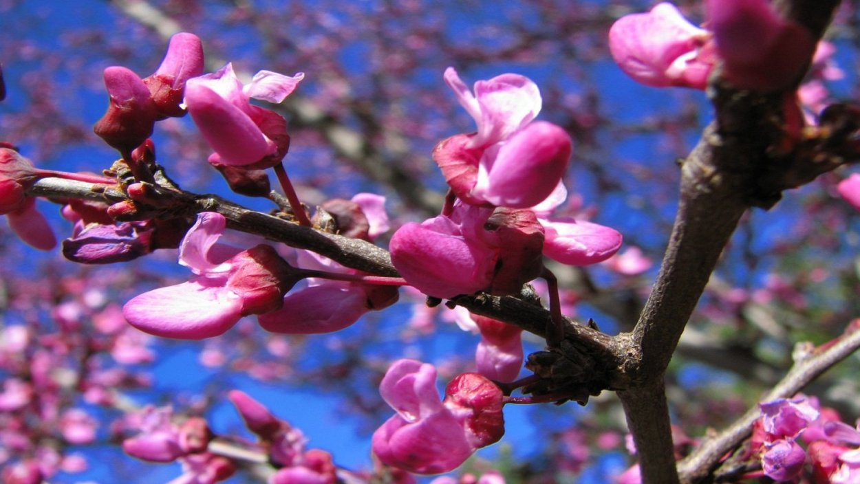Церцис Иудино дерево