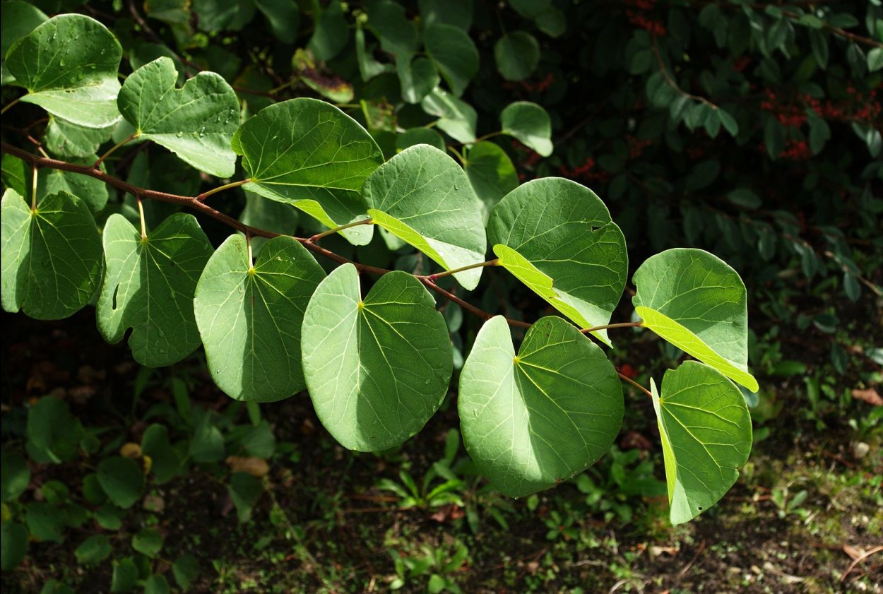 Багряник дерево 1080